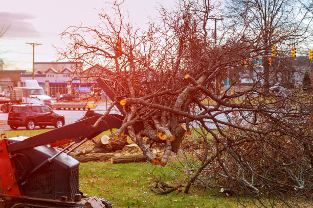 Fair Lawn, NJ Tree Removal Services Company